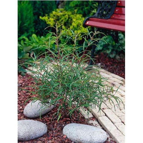 Bourdaine 'Asplenifolia' Pot de 7,5L/10L