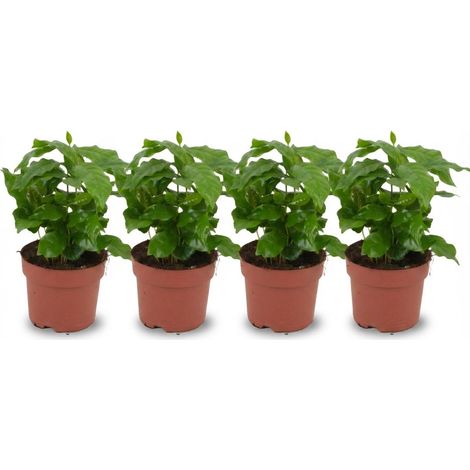 Lot de 4 Coffea Arabica Caféier Plante d'Intérieur Tropicale Vert Brillant Ø 12 cm H 25 cm - PANGIVO (1/4)