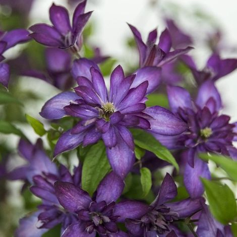 Clématite viticella Glorious® Day 'Zo23020'/Pot de 3L - Echelle bambou 60/120 cm (1/2)