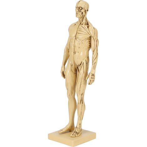 Mannequin-Harzmodell menschlicher Muskeln Skizzieren Lehrzeichnen männliche Körperanatomie