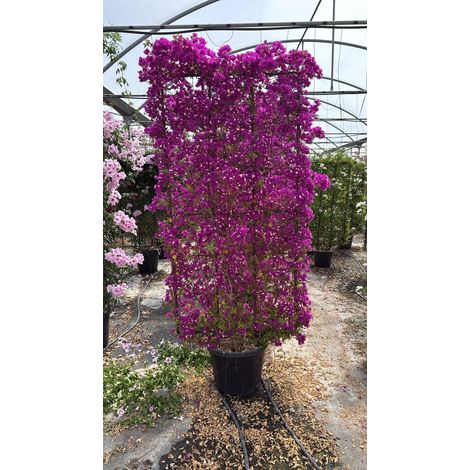 BOUGAINVILLEA SANDERIANA ESPALIER 55 (L.100 - H.200) (1/4)