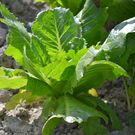 Plant Oseille verte pot 1L (1/2)