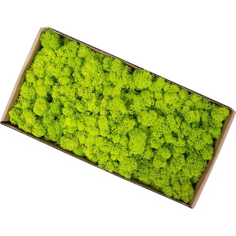 Mousse préservée, décoration murale d'art de jardinage, accessoires décoratifs de Micro paysage en vrac (1/5)