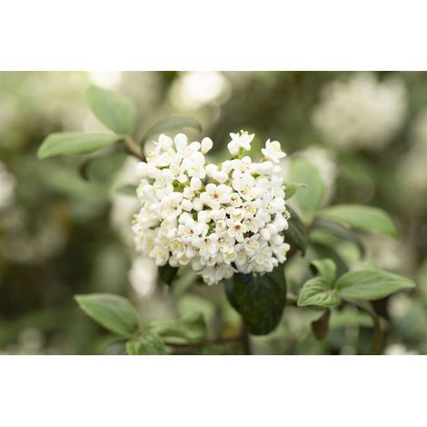 Osterschneeball 'Conoy' Viburnum burkwoodii 'Conoy' Sta C 5 Krone mehrj. Sth. 80-