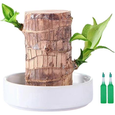 Souche de bois brésilien porte-bonheur mini-arbre à croissance rapide décoration de bureau et plante dépolluante - A (1/5)