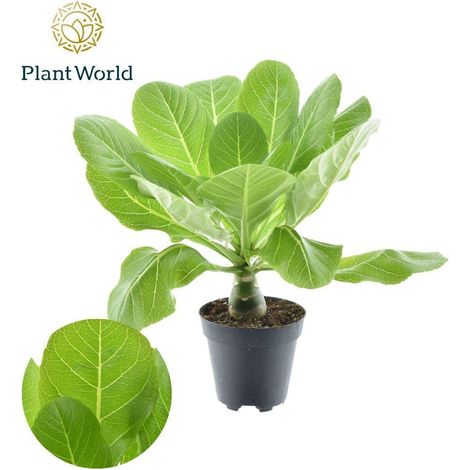 Brighamia Insignis 'Hawaii Palm' plante décorative feuillage vert pot 12 cm hauteur 37 cm - PANGIVO (1/5)