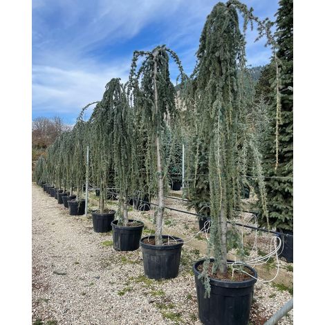 Cedro dell'Atlante piangente "Cedrus atlantica glauca pendula" pianta in vaso ø50 cm h. 200/250 cm