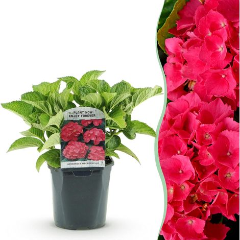 Hortensia Hydrangea macrophylla Rouge Arbuste à Fleurs pour Jardin Pot Ø 17cm 1 Plante - PANGIVO (1/5)