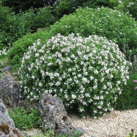 Daphne Eternal Fragance® 'Blafra'/Pot de 4L