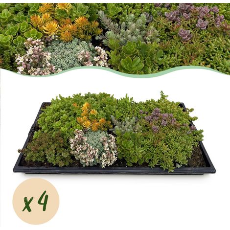 Lot de 4 Tapis de Sedum Couvre-sol Rustique pour Toit et Jardin 10 Espèces 50 x 30 cm - PANGIVO (1/5)
