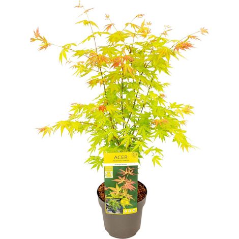 Érable du Japon Acer palmatum Orange Dream Plante d'Extérieur Ornementale Ø 19 cm H 50 cm - PANGIVO (1/4)