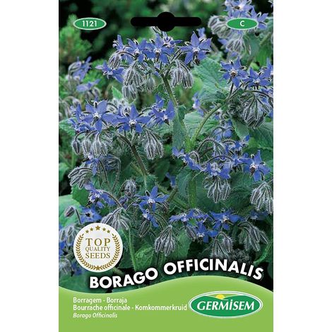 graines Bourrache officinale BORAGO OFFICINALIS (1/5)