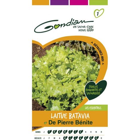Gondian - Laitue Batavia De Pierre Bénite