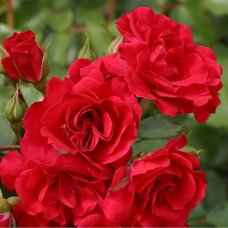 2 x Rosa  - Kordes Rigo-rosier - Rosa 'Rotilia'®