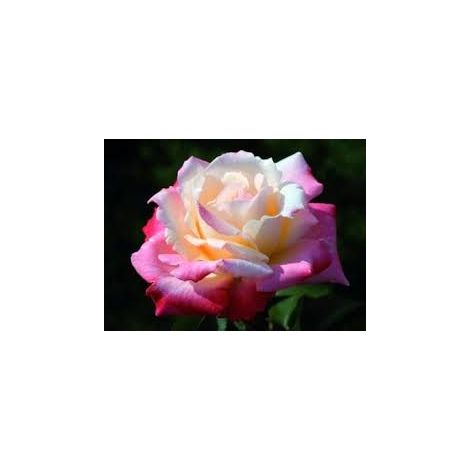 MEILLAND Rosa 'Laetitia Casta' – Rosa rosa profumata a fiore grande (1/5)