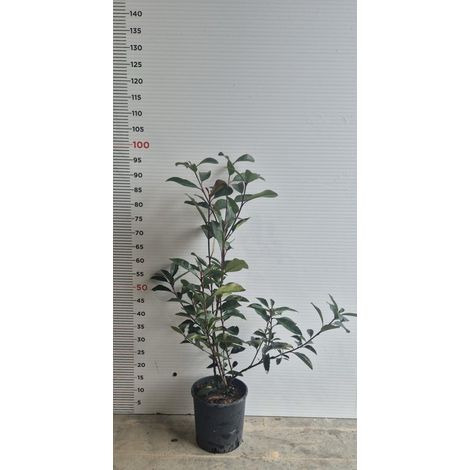 N. 25 PIANTE  DI PHOTINIA RED ROBIN vaso 18 cm altezza 50 cm rosso