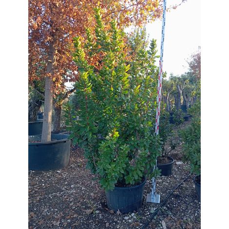 Arbousier Arbutus Unedo Pot 70 cm Arbuste Persistant (1/4)
