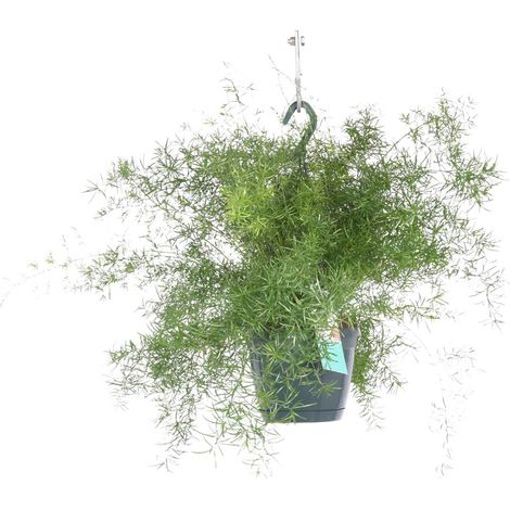 Asparagus Sprengeri Plante Verte Retombante Fougère Asparagus Décorative Ø17cm Hauteur 35cm - PANGIVO