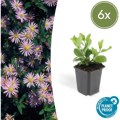 Lot de 6 Aster ageratoides 'Asran' Plante Vivace Fleurs Bleu Clair Jardin Automne Ø9cm 10-25cm - PANGIVO (1/5)