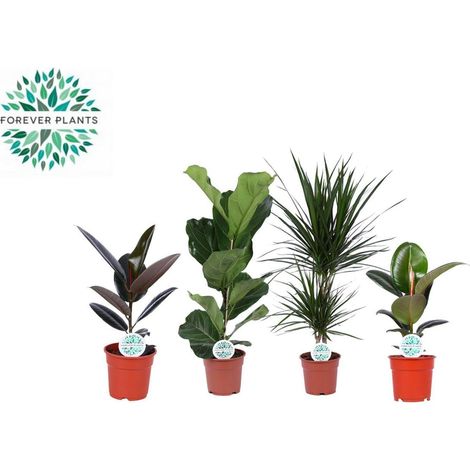 Plantes d’Intérieur Vertes Mix Lot de 4 Plantes Vertes Pot 17 cm Hauteur 55 à 75 cm - PANGIVO