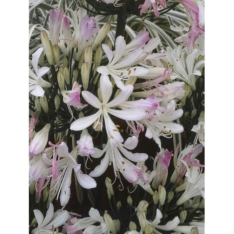 Agapanthe 'Strawberry Ice' Pot de 2L/3L (1/3)