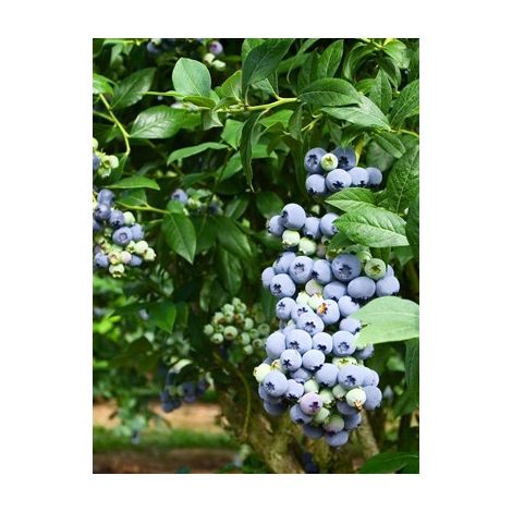 Myrtille d'Amérique 'Chandler' Pot de 1,5L/2L, Buisson 30cm