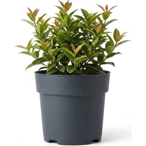 Bloomique - Leucothoe Axillaris Lovita - Bruyère à grappes - Arbuste - Plante de jardin - Compact - Couleur rouge en hiver - Rustique - Convient également à l'ombre - Hauteur 20-25 cm - Pot de 17 cm (1/4)