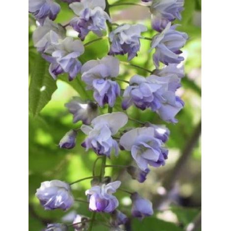 Glycine japonaise 'Ed s Blue' Pot de 2L/3L (1/3)