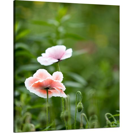 Leinwanddruck Botanik Mohnblumen 80x100 cm