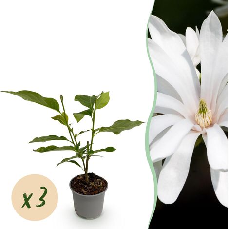 Lot de 3 Magnolias Stellata Royal Star Arbuste à Fleurs Blanches pour Jardin et Balcon Pot 12cm - PANGIVO (1/5)