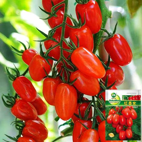 Graines de Tomates Cerises Red Saint – 100 graines/sachet, 10 sachets pour jardin et potager (1/5)