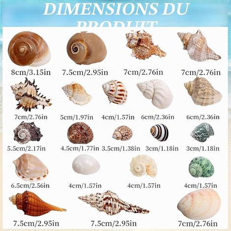 Mixed Sea Shells 3-9 cm Deco Aquarium (1/2)