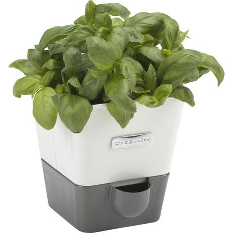 Cole & Mason H105249 Burwell Vaso Autoirrigante per Erbe Aromatiche per Interni Singolo, Bianco, Grigio, Con Serbatoio dell'Acqua, Perfetto per Davanzali e Cucina, Acciaio inossidabile, Per 1 Pentola (1/4)