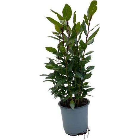 Laurier Sauce Laurus Nobilis sur Tige Plante Aromatique Décorative Vert Ø 14 cm H 35 cm - PANGIVO