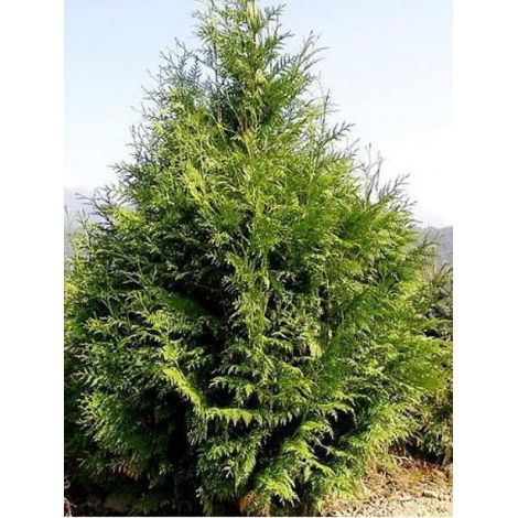 Thuya géant 'Excelsa' Pot de 2L/3L (1/2)
