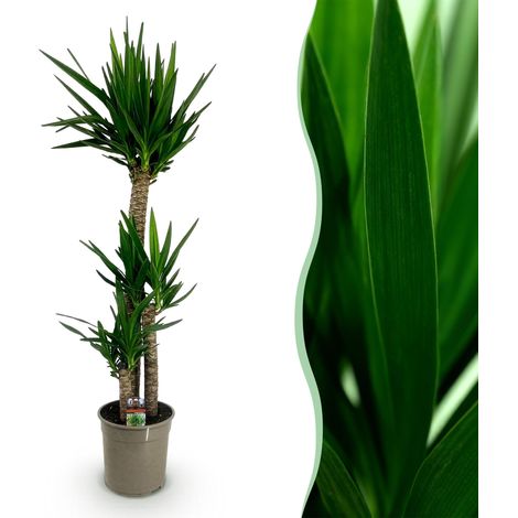 Yucca elephantipes - Plante d'Intérieur Verte Facile d'Entretien - Hauteur 140 cm - Pot Ø 24 cm - PANGIVO (1/5)