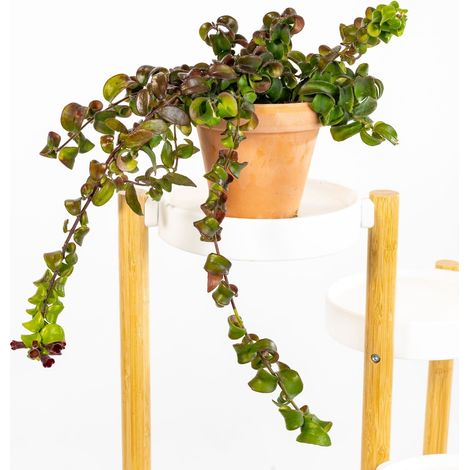 1 PIANTA DI AESCHYNANTHUS RASTA VASO 15CM