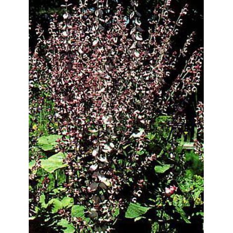 Sauge sclarée le sachet de 50 graines (0,2g) (1/2)