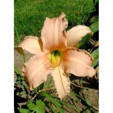 Lis d'un jour, Hémérocalle 'Luxury Lace' Godet de 8/9 cm (1/2)