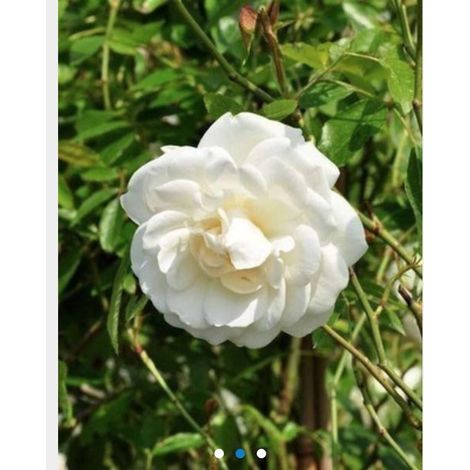 Rosa 'Climbing Schneewittchen' - Rosier grimpant en pot