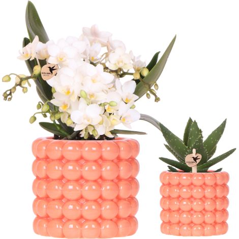 Orchidée Blanche Nazare et Plante Verte avec Cache-Pots Orange Poppy - Lot de 2 - Ø9 et 6 cm - PANGIVO (1/5)