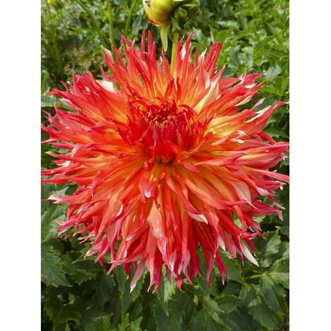 Dahlia cactus 'Fired Up' Bulbe calibre I