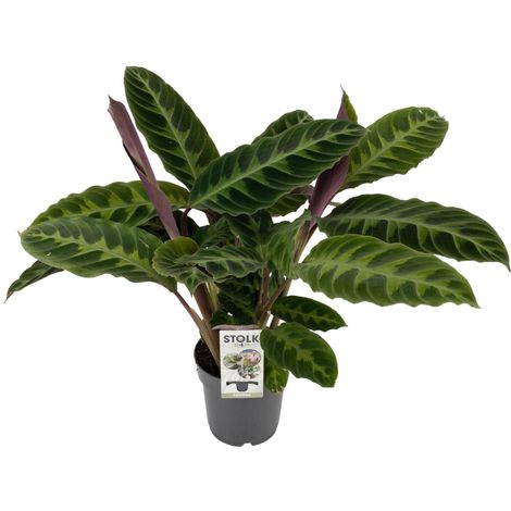 Calathea Warscewiczii Plante Verte d'Intérieur Décorative Pot Ø14 cm Hauteur 50 cm - PANGIVO