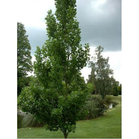 Liriodendron tulipifera 'Fastigiatum' Pot de 4L/5L, Tige (1/2)