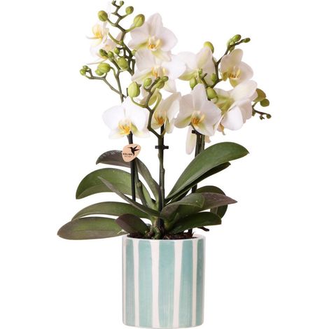 Orchidée Phalaenopsis Blanche avec Cache-Pot Turquoise à Rayures Ø 9 cm Plante d'Intérieur - PANGIVO (1/3)