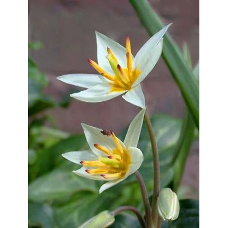 Tulipe botanique 'Turkestanica' Bulbe calibre 6+ (par 10) (1/4)
