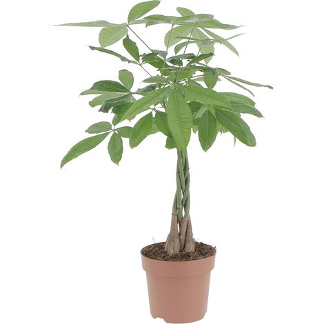 Pachira Acquatica - H 60-70 cm Vaso da Coltura Ø 17 cm (1/4)