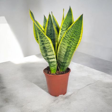 Gardenaria Sansevieria trifasciata 'Futura Superba' - Pianta da interno ornamentale - Altezza: 60 cm (vaso 17)