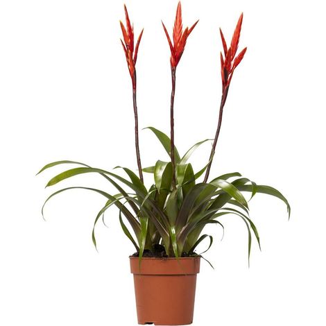 Vriesea Elan Tuft Plante d’intérieur feuillage tropical décoratif pot 12 cm hauteur 55 cm - PANGIVO (1/5)