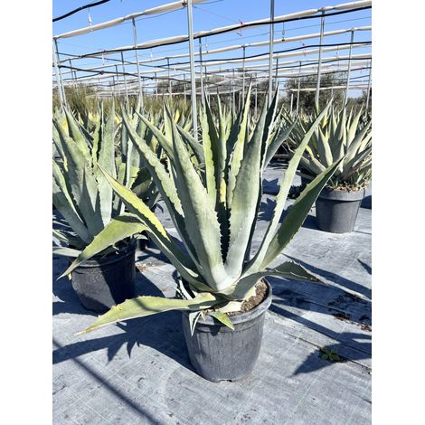 AGAVE AMERICANA VASO 40 (1/4)